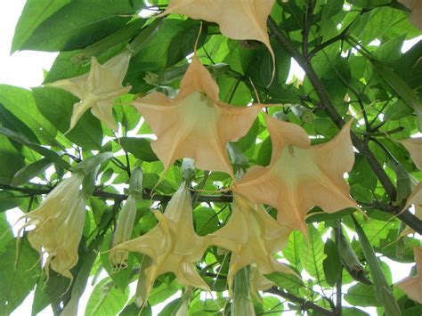  ¡La leyenda del Floripondio: Una historia ancestral sobre la naturaleza y el amor!