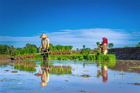  ¿The Valiant Farmer's Wife: Una Historia de astucia, perseverancia y arroz pegajoso?