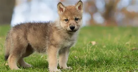 ¿Qué revelaciones esconde la historia del Bebé Lobo sobre la naturaleza humana?